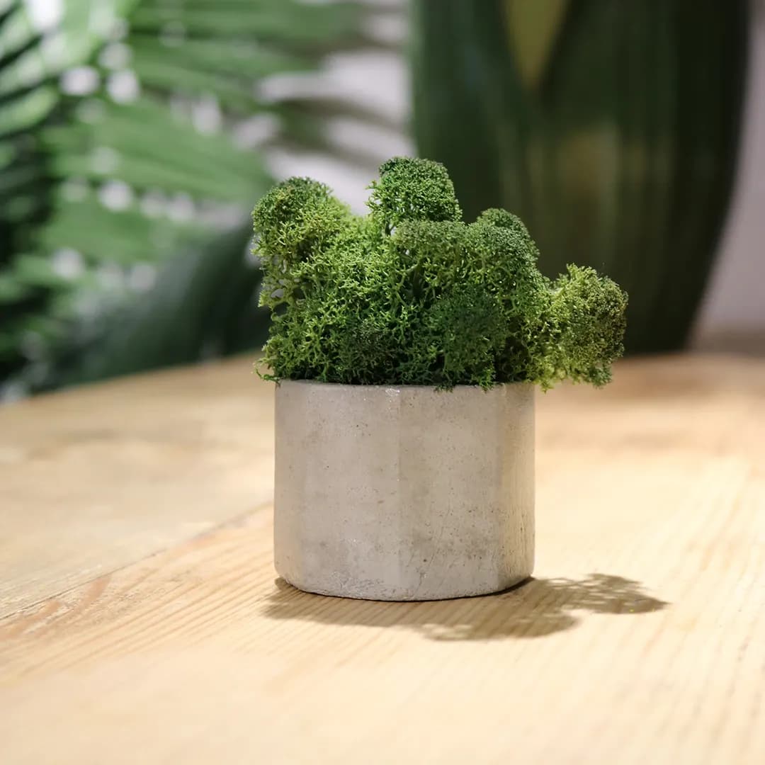 Mossaic - slika 3