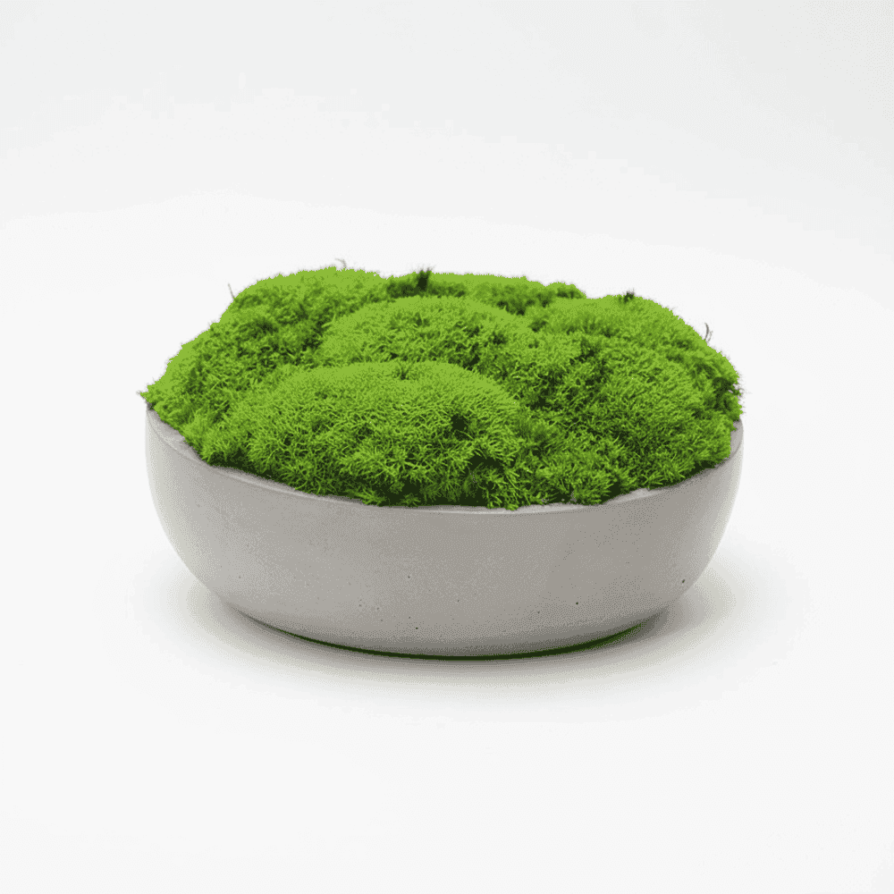 Bowl - slika 4