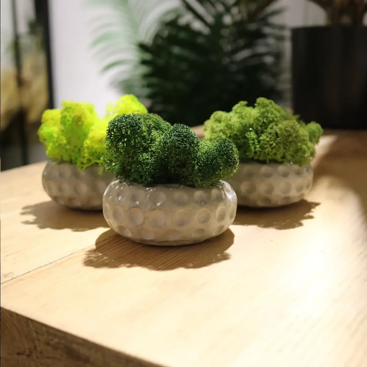 Discmoss set