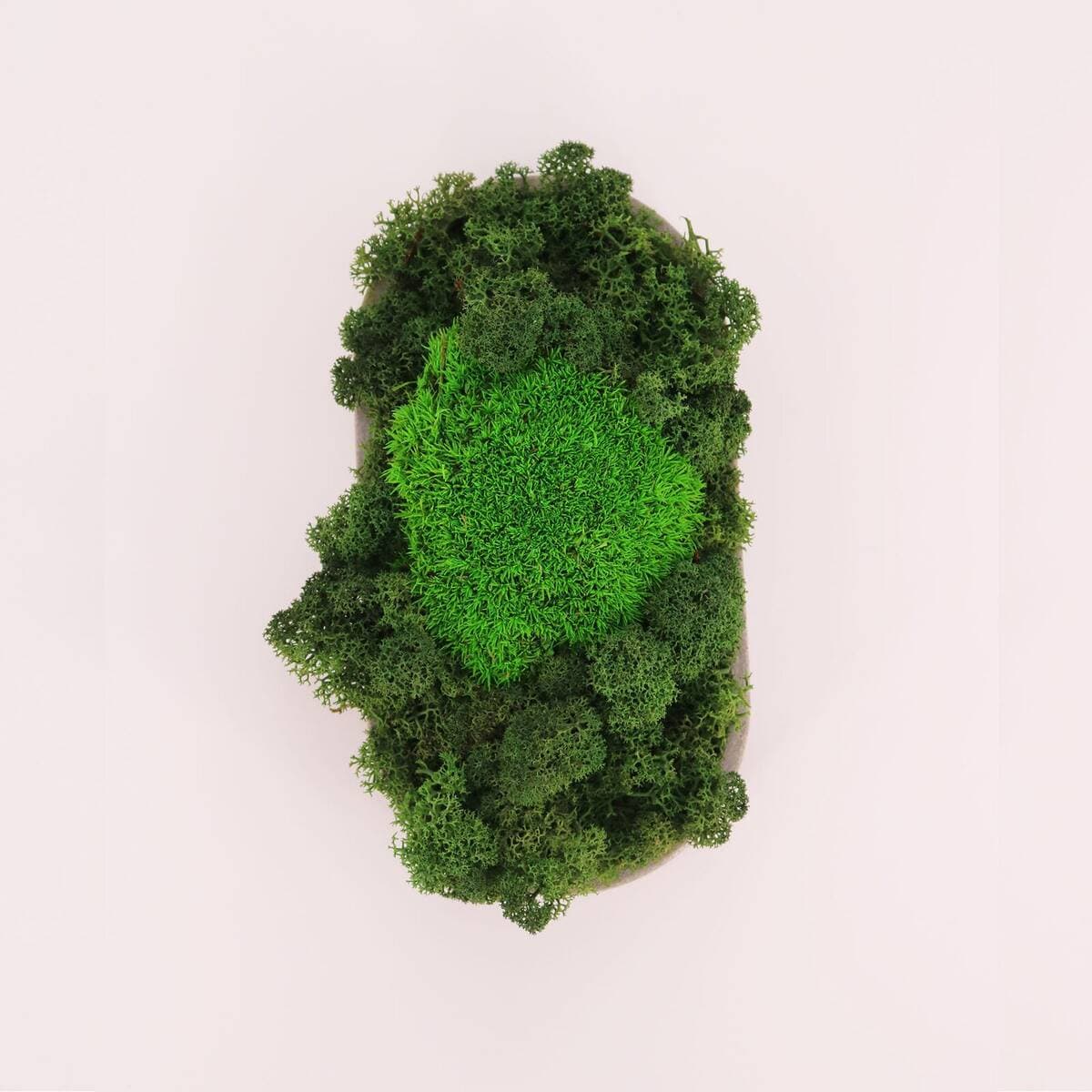 Mossplate - slika 2