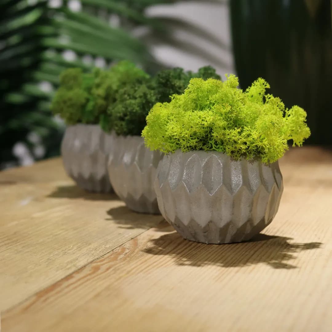 Damoss mini