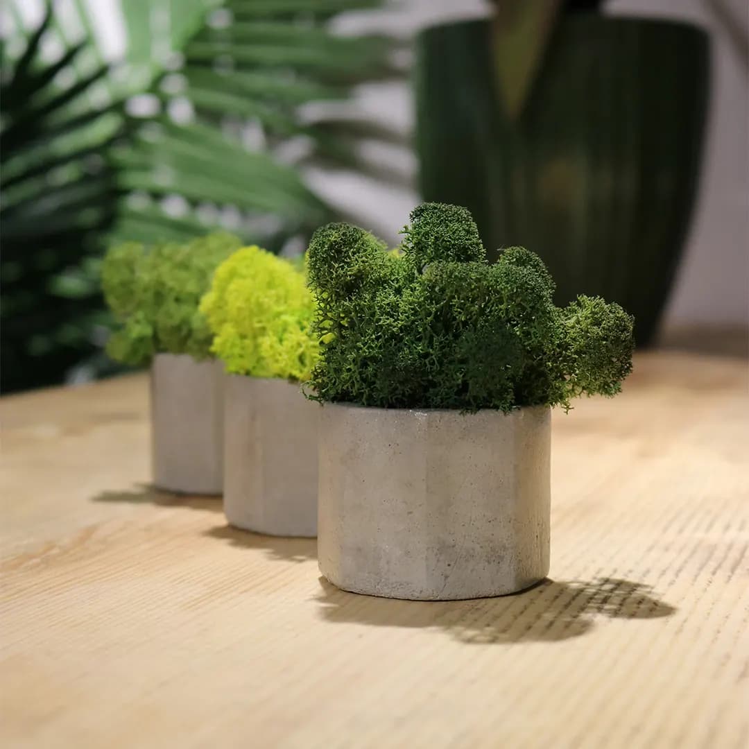 Mossaic