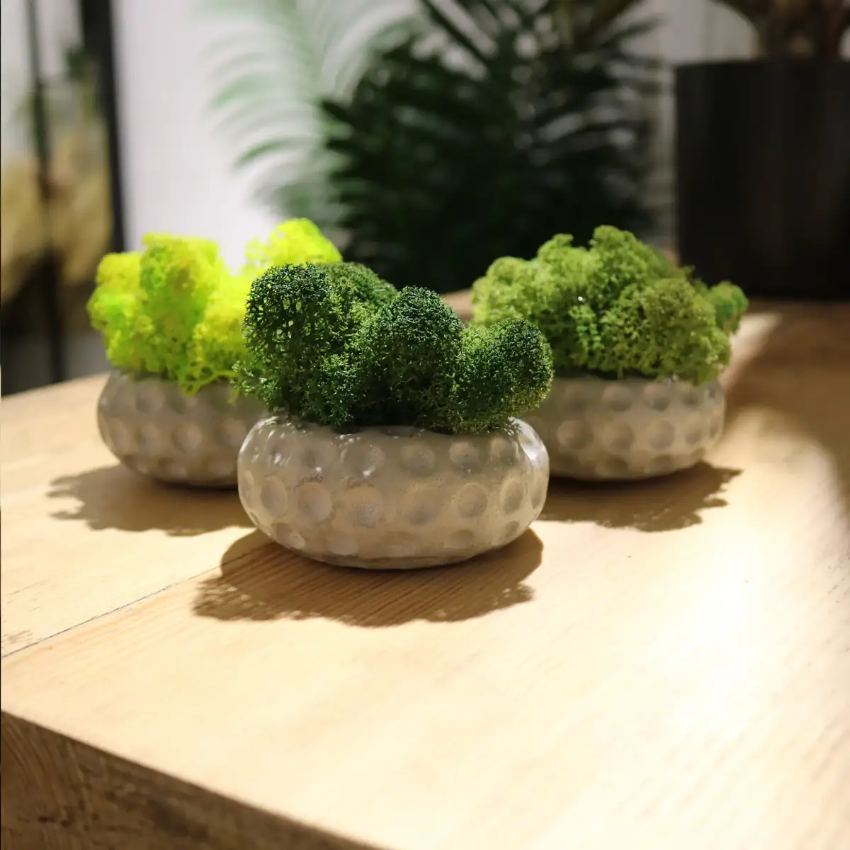 Discmoss set