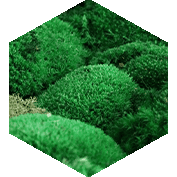 Mossart - loptasta mahovina